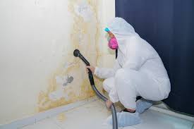 Trusted Stockton University, NJ Mold Remediation Experts